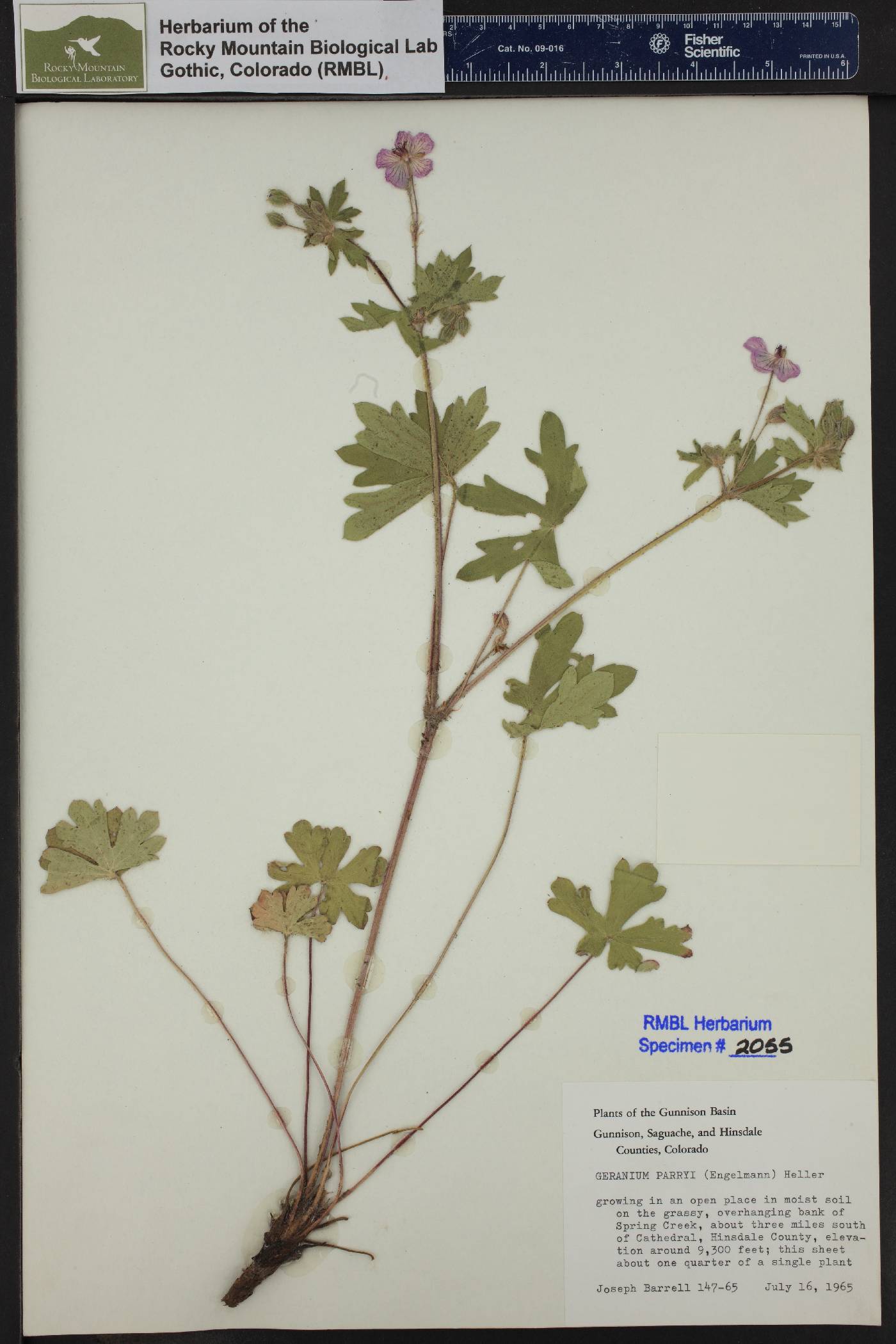 Geranium caespitosum var. caespitosum image