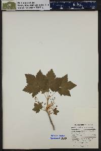 Ribes laxiflorum image