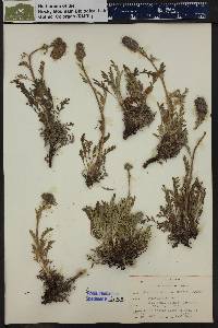 Phacelia sericea image