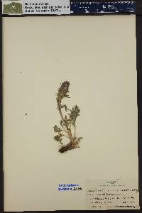 Phacelia sericea image