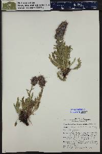 Phacelia sericea image