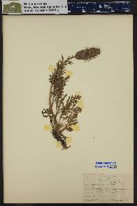 Phacelia sericea image