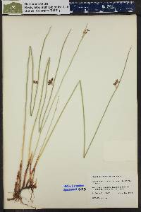 Juncus balticus subsp. ater image