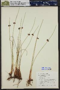 Juncus balticus subsp. littoralis image