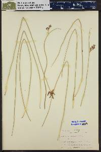 Juncus balticus subsp. littoralis image