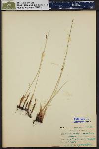 Juncus balticus subsp. ater image