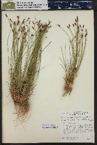 Juncus drummondii image