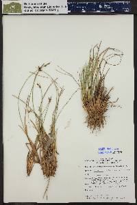 Juncus drummondii image