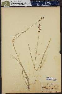 Juncus longistylis image