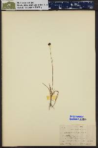 Juncus mertensianus image