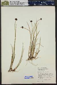 Juncus mertensianus image