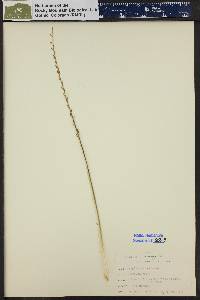 Triglochin maritima image