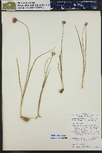 Allium acuminatum image