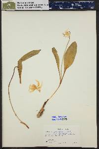 Erythronium grandiflorum subsp. chrysandrum image