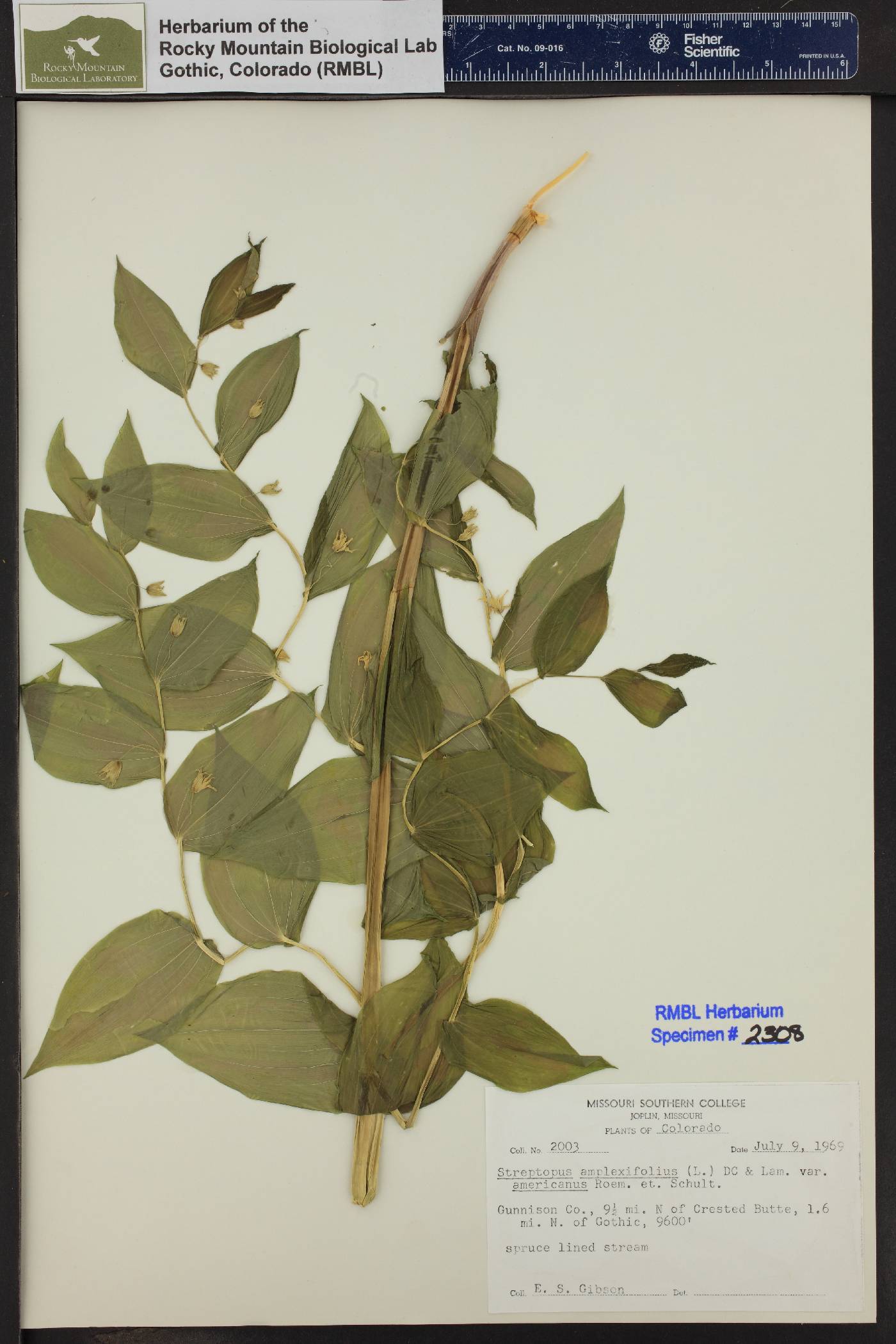 Streptopus amplexifolius var. amplexifolius image