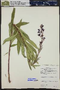 Chamaenerion angustifolium subsp. circumvagum image