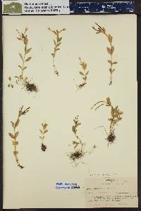 Epilobium clavatum image