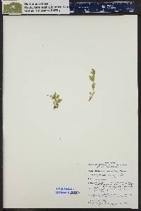 Epilobium clavatum image