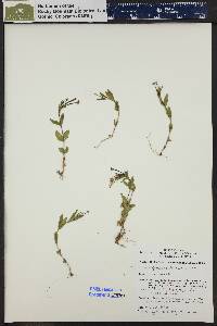 Epilobium clavatum image