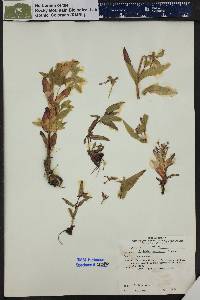 Epilobium halleanum image