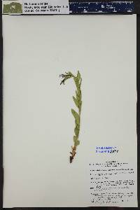 Epilobium saximontanum image