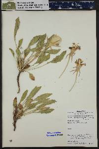 Oenothera cespitosa image