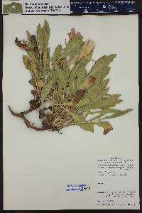 Oenothera cespitosa image