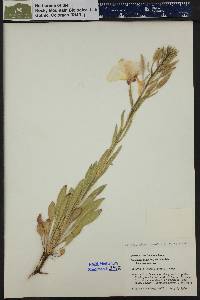 Oenothera elata image