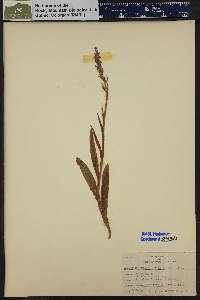 Platanthera dilatata image