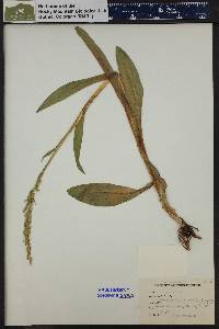 Platanthera hyperborea image