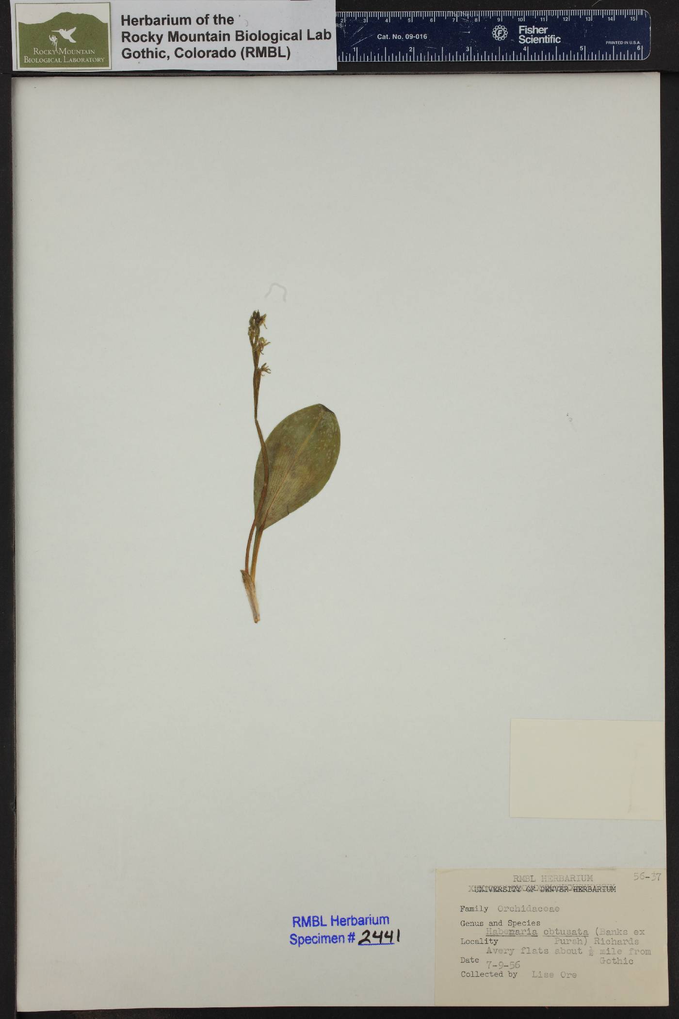 Platanthera obtusata image