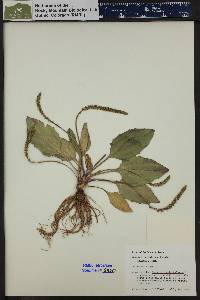 Plantago major image