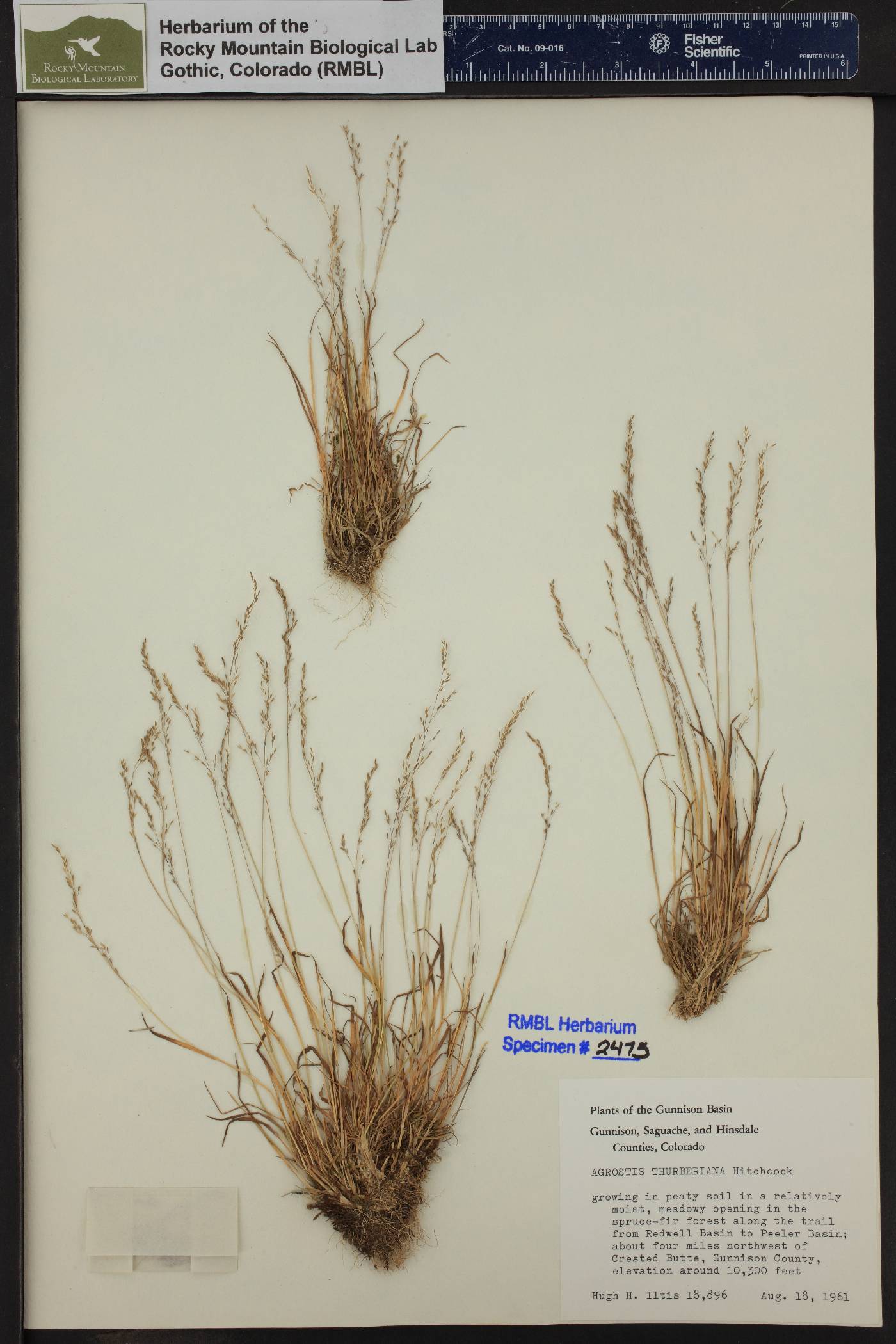 Agrostis humilis image