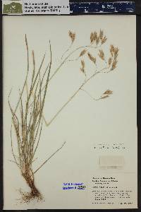 Bromus porteri image