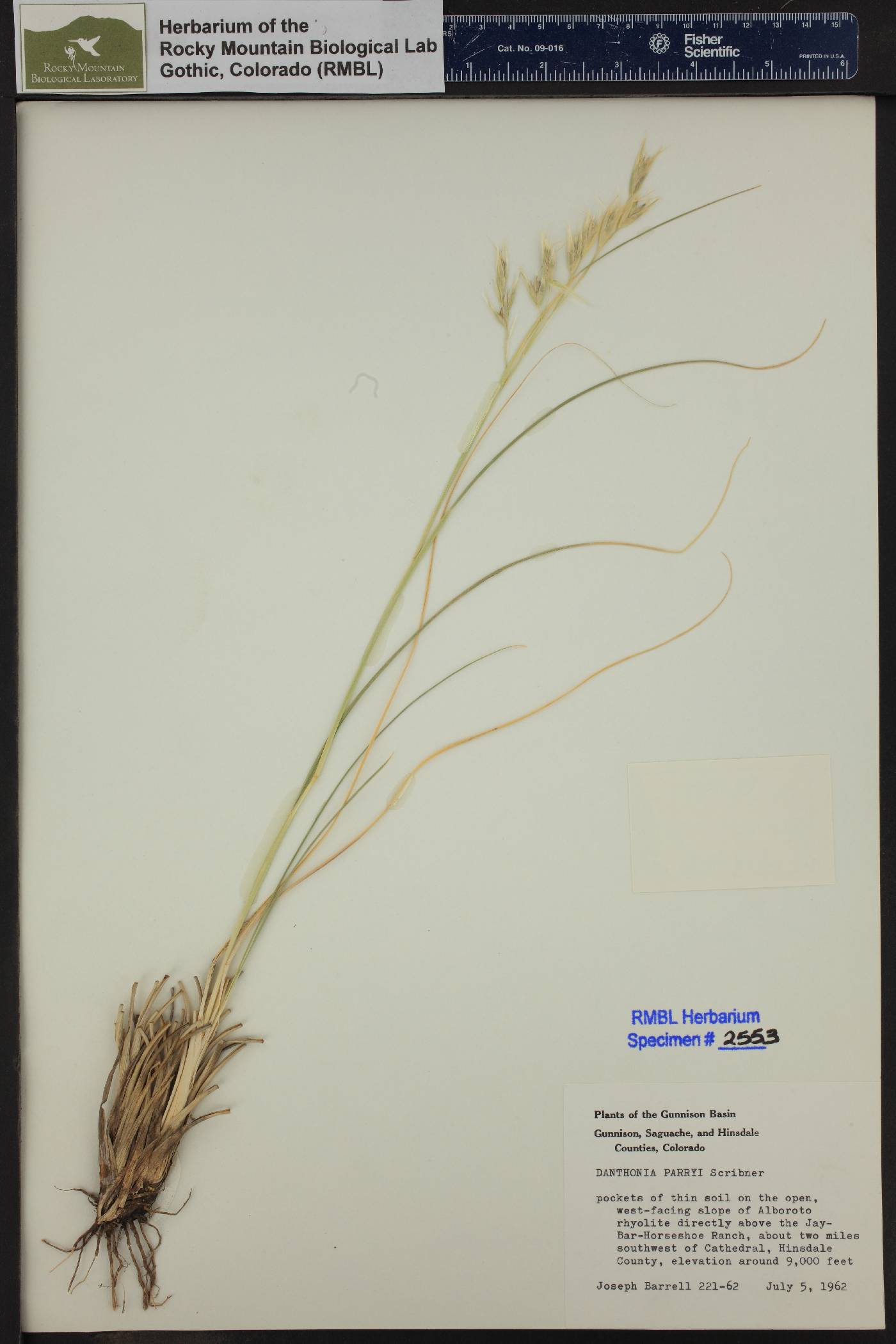 Danthonia parryi image