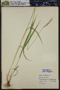 Elymus glaucus image