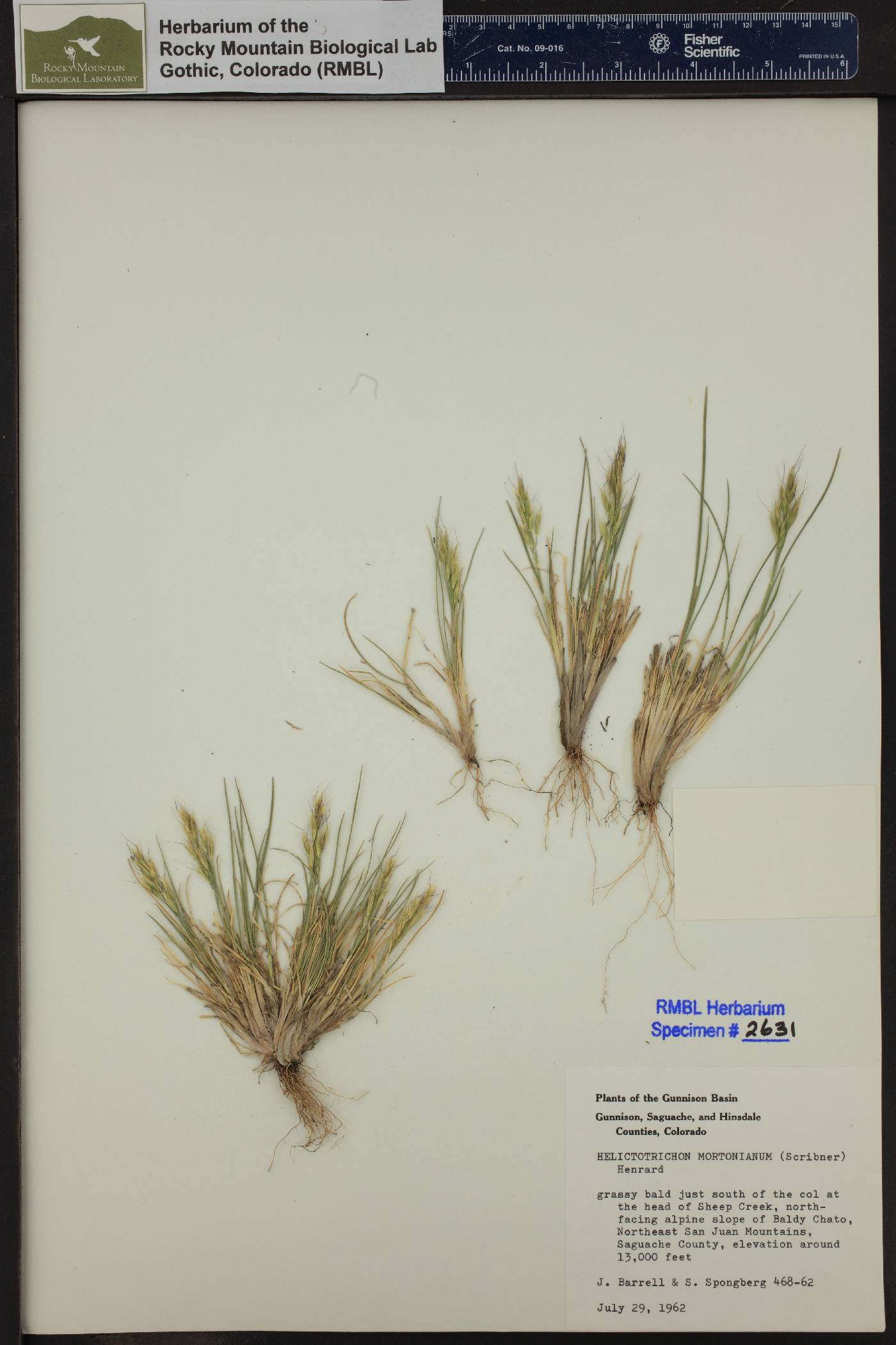Helictotrichon mortonianum image