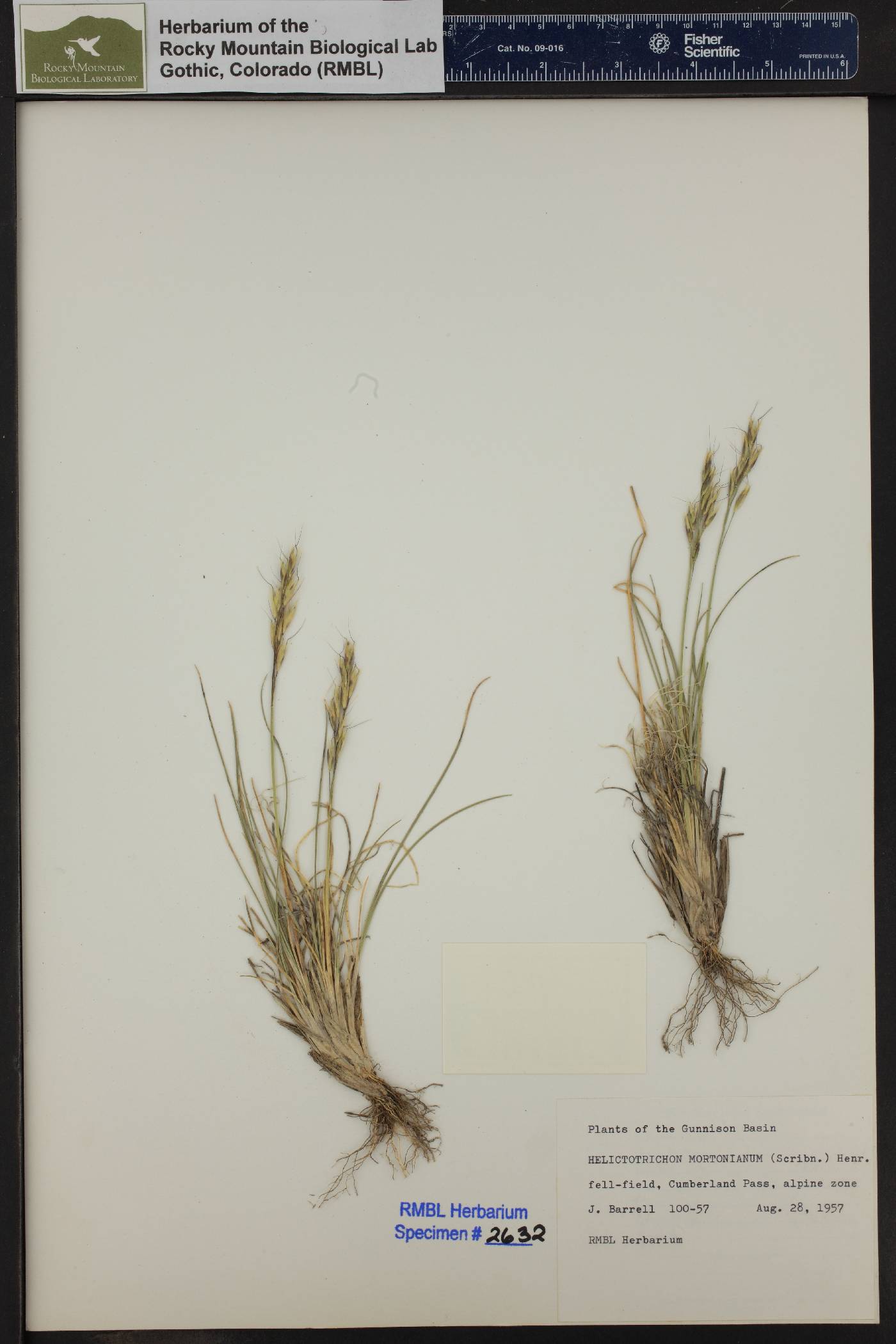 Helictotrichon mortonianum image