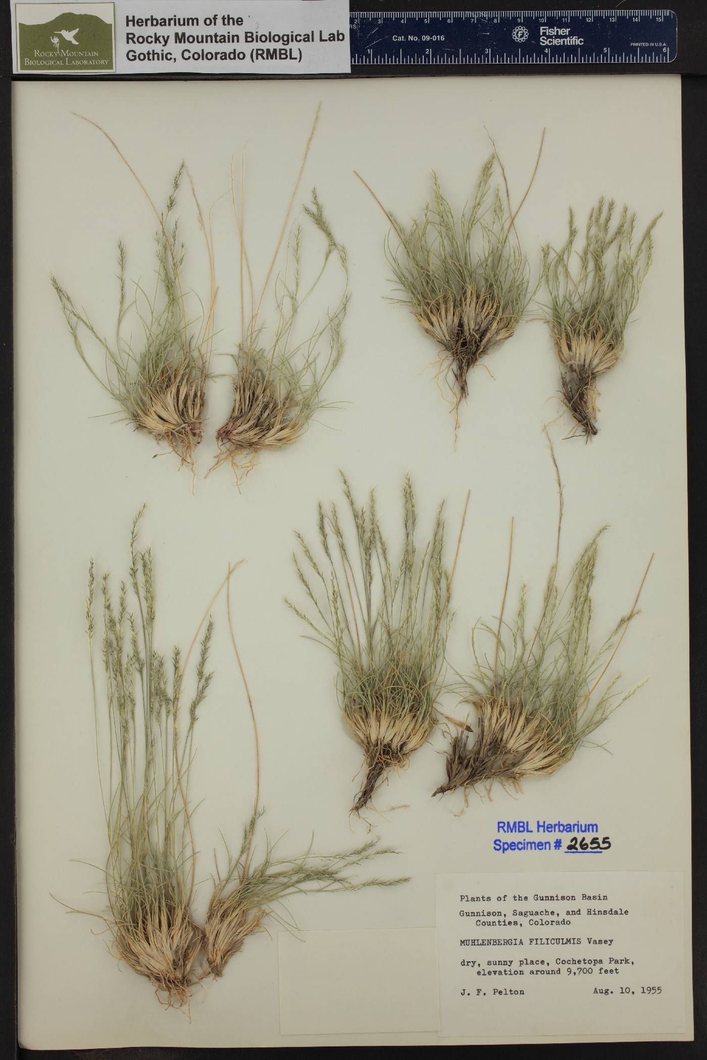 Muhlenbergia filiculmis image