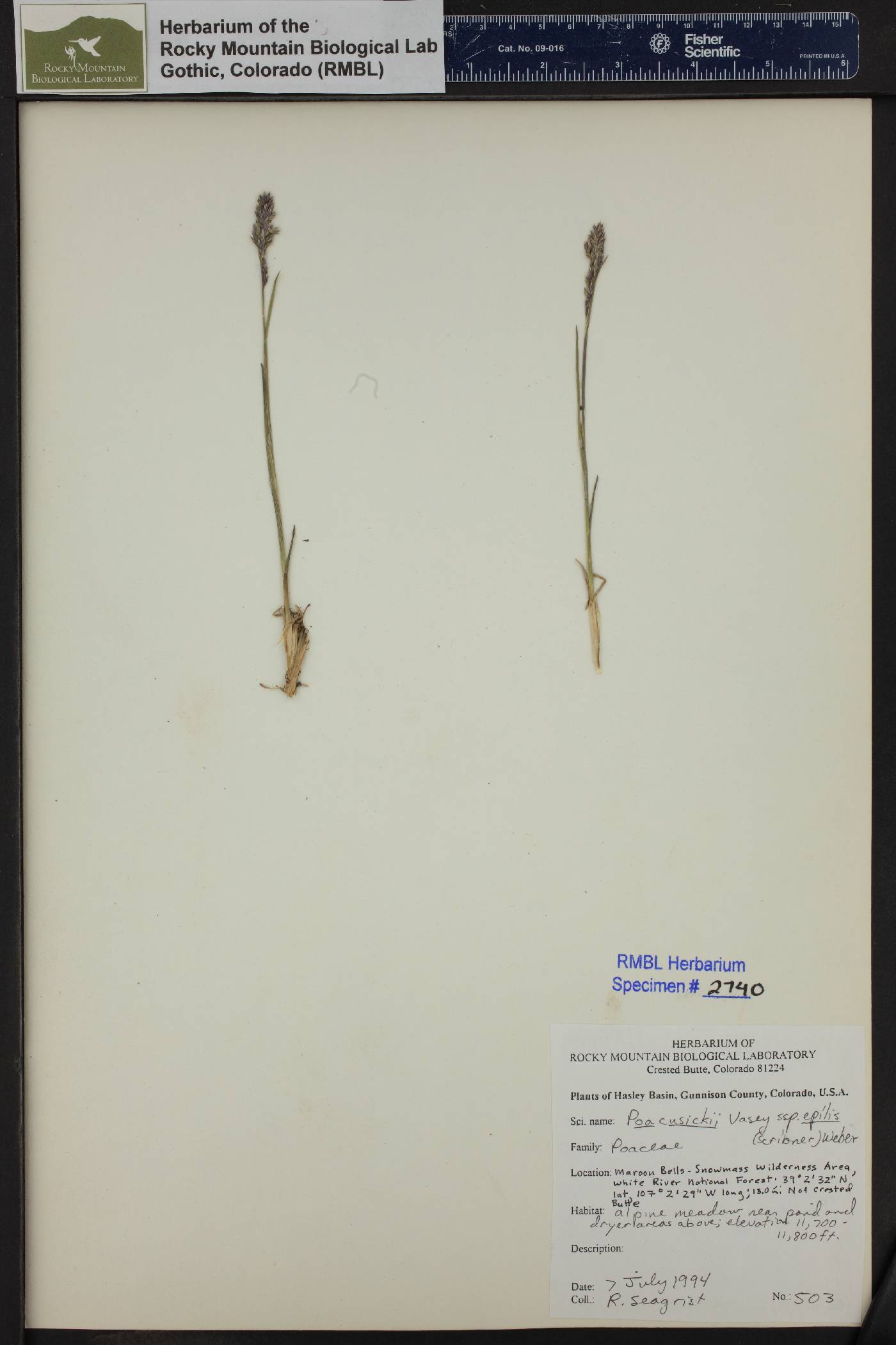 Poa cusickii image