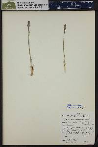 Poa cusickii subsp. epilis image