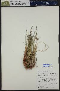 Poa nemoralis subsp. interior image