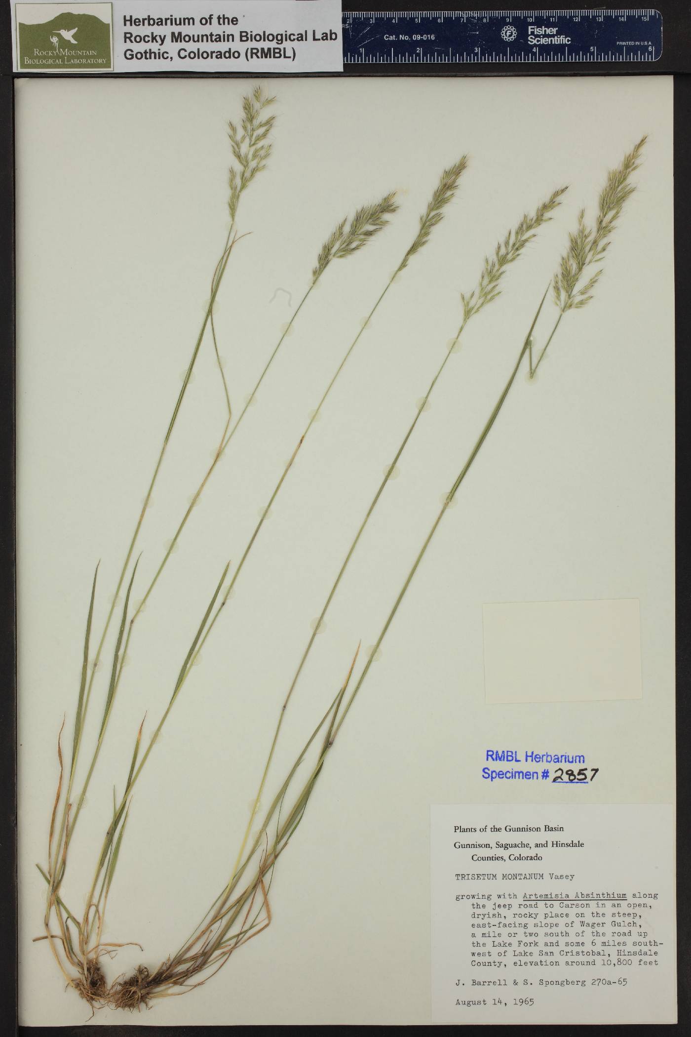 Trisetum montanum image