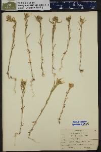 Collomia linearis image