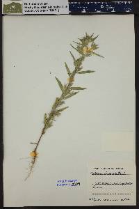 Collomia linearis image