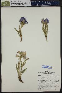 Polemonium confertum image