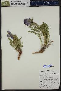 Polemonium confertum image