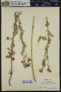 Polemonium foliosissimum image