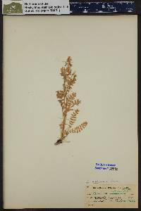 Polemonium pulcherrimum image