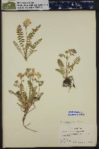 Polemonium pulcherrimum image